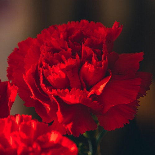 carnations-for-funerals