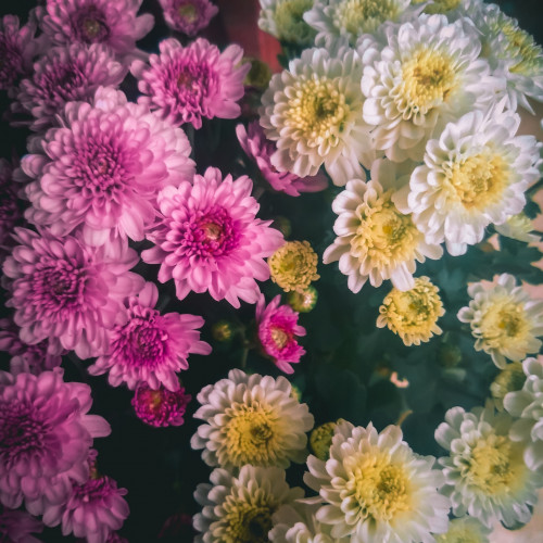 chrysanthemums-for-funerals