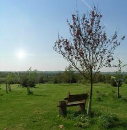 woodland burial site